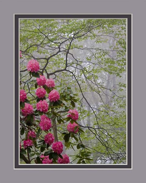 Rhododendron on a Foggy Morning